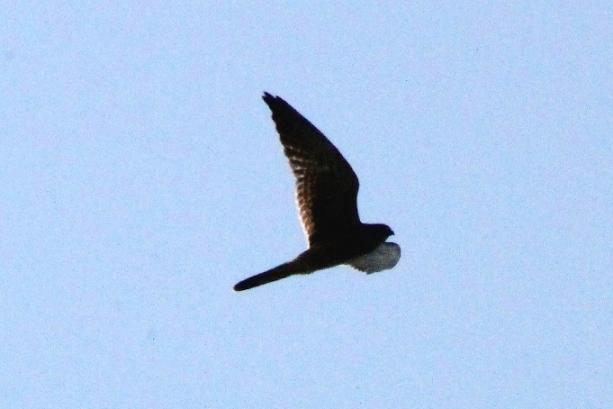 Aiuto ID rapace